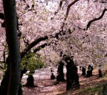 Spring in Central Park